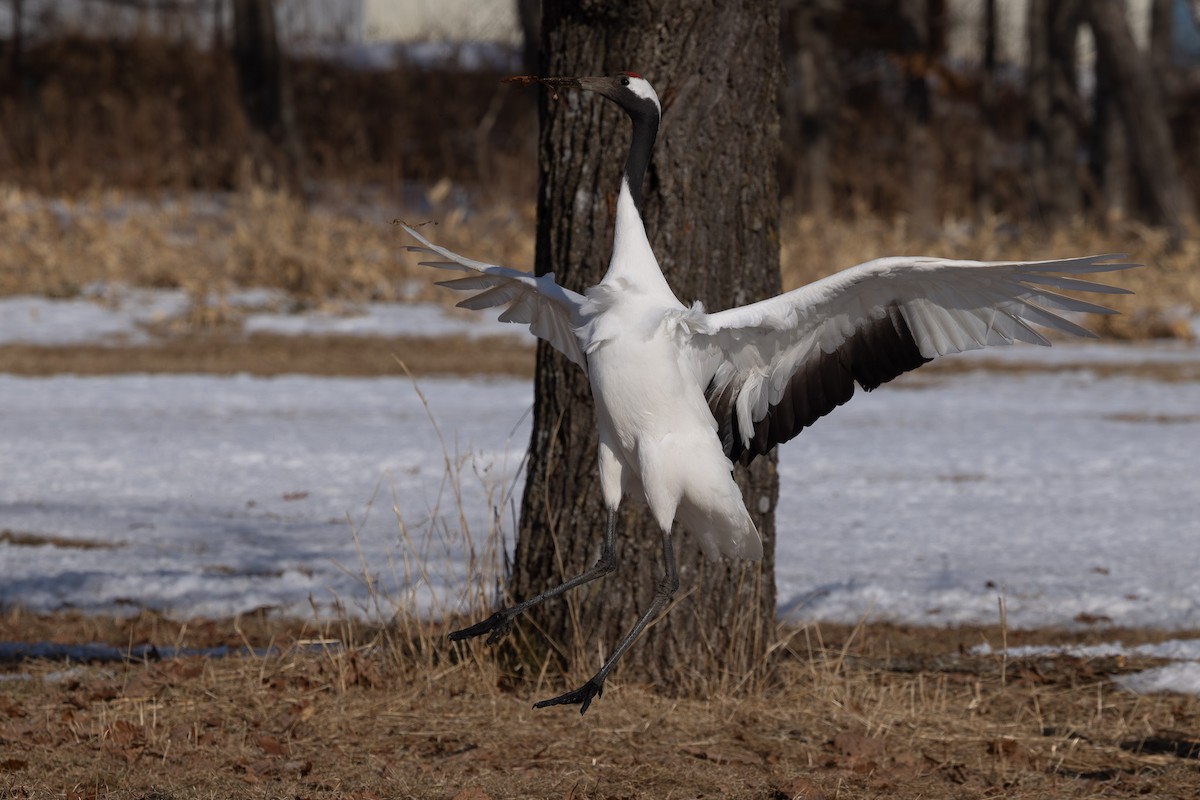 Red-crowned Crane - ML620207580