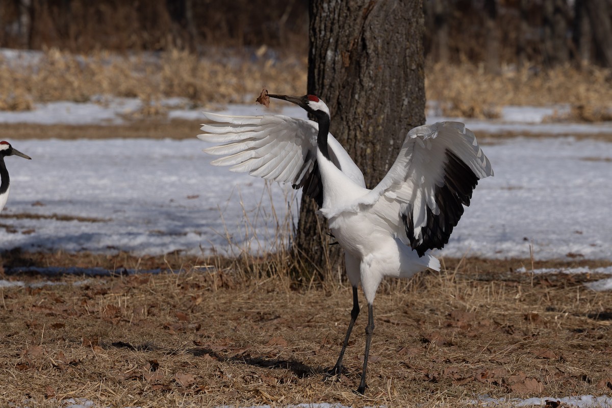 Red-crowned Crane - ML620207582