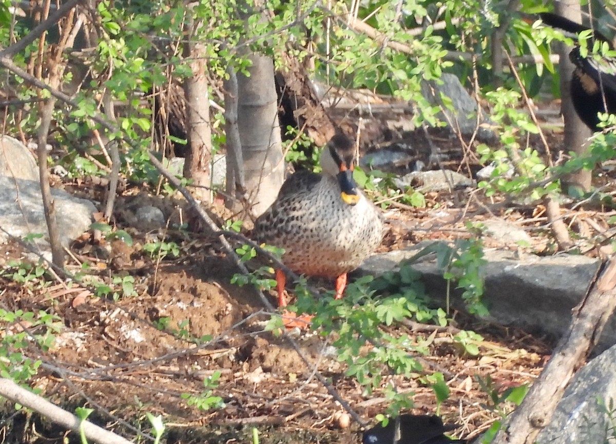 Indian Spot-billed Duck - ML620207583