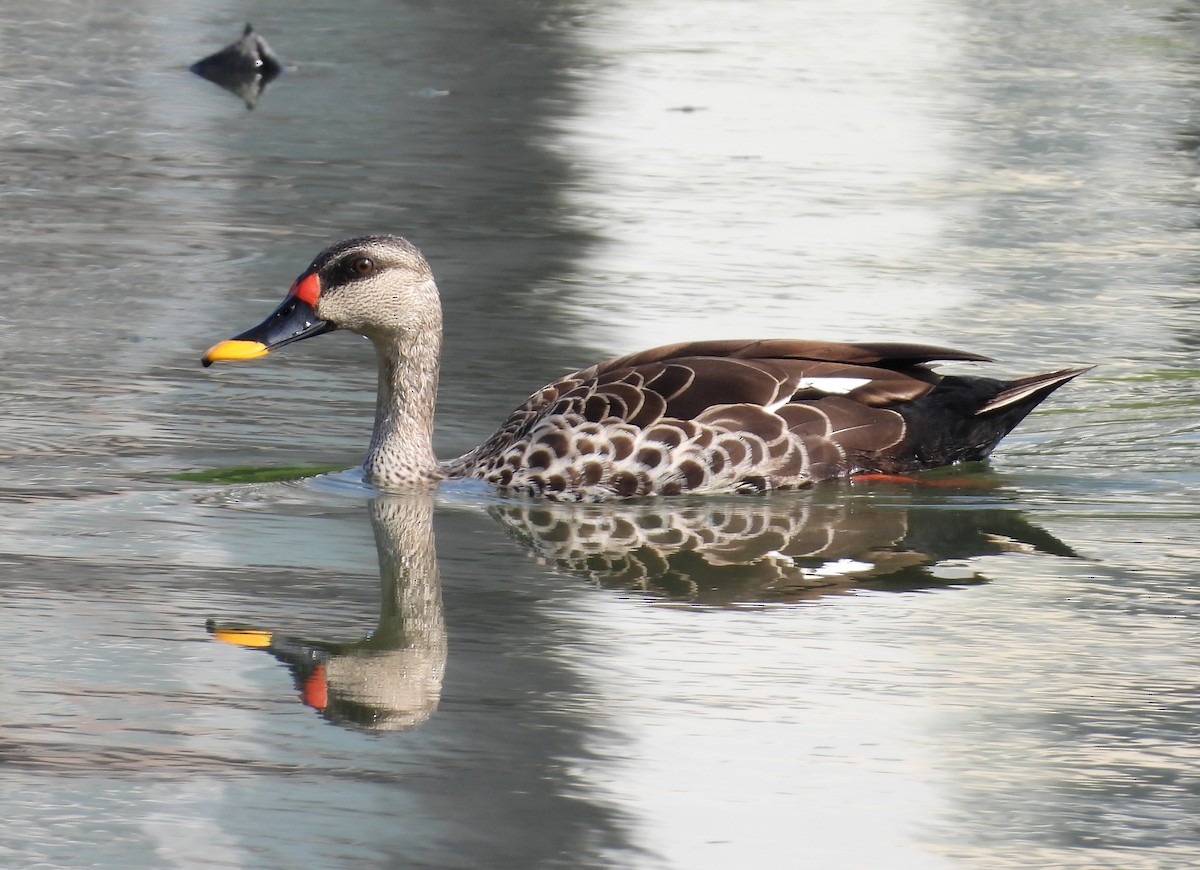 Indian Spot-billed Duck - ML620207584
