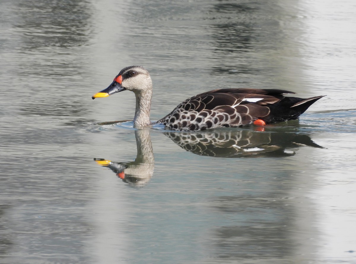 Indian Spot-billed Duck - ML620207585