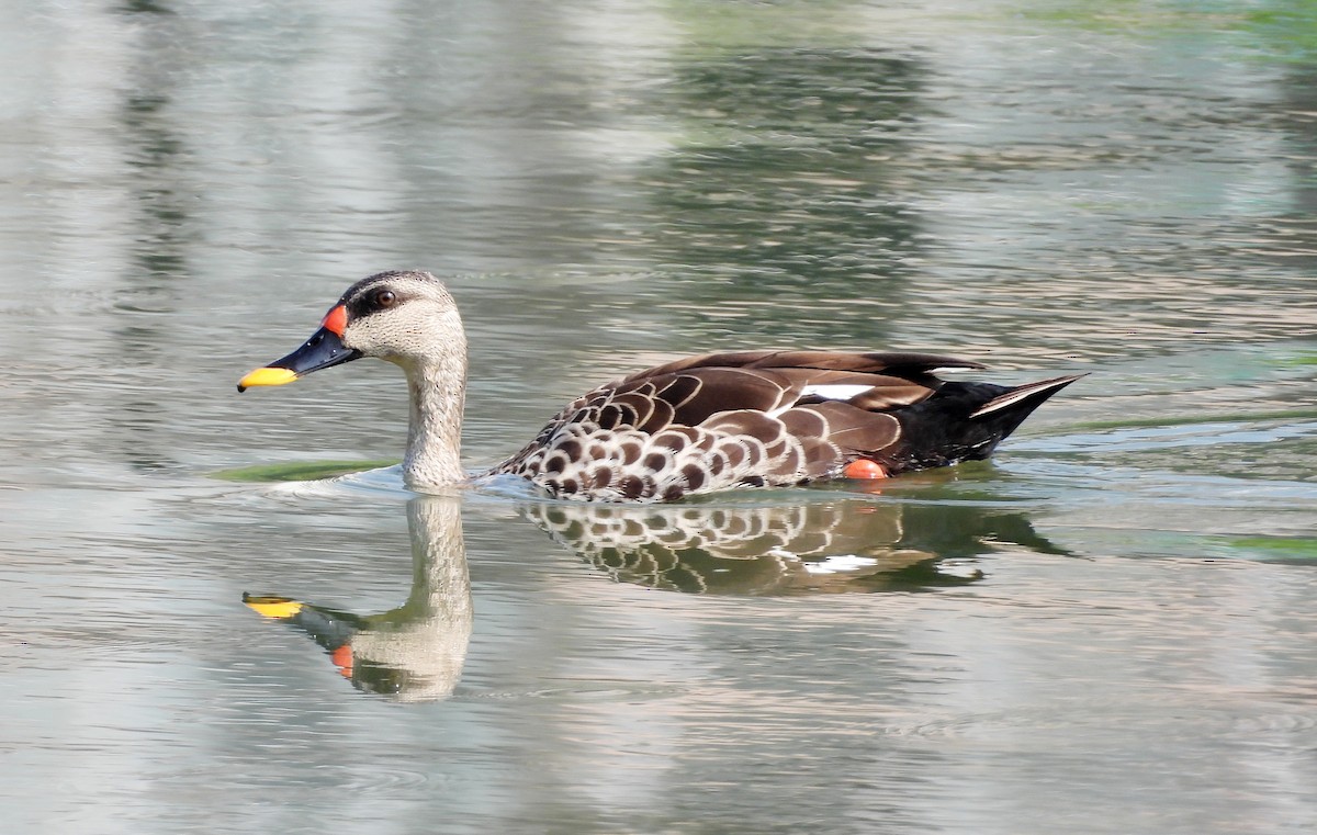 Indian Spot-billed Duck - ML620207586