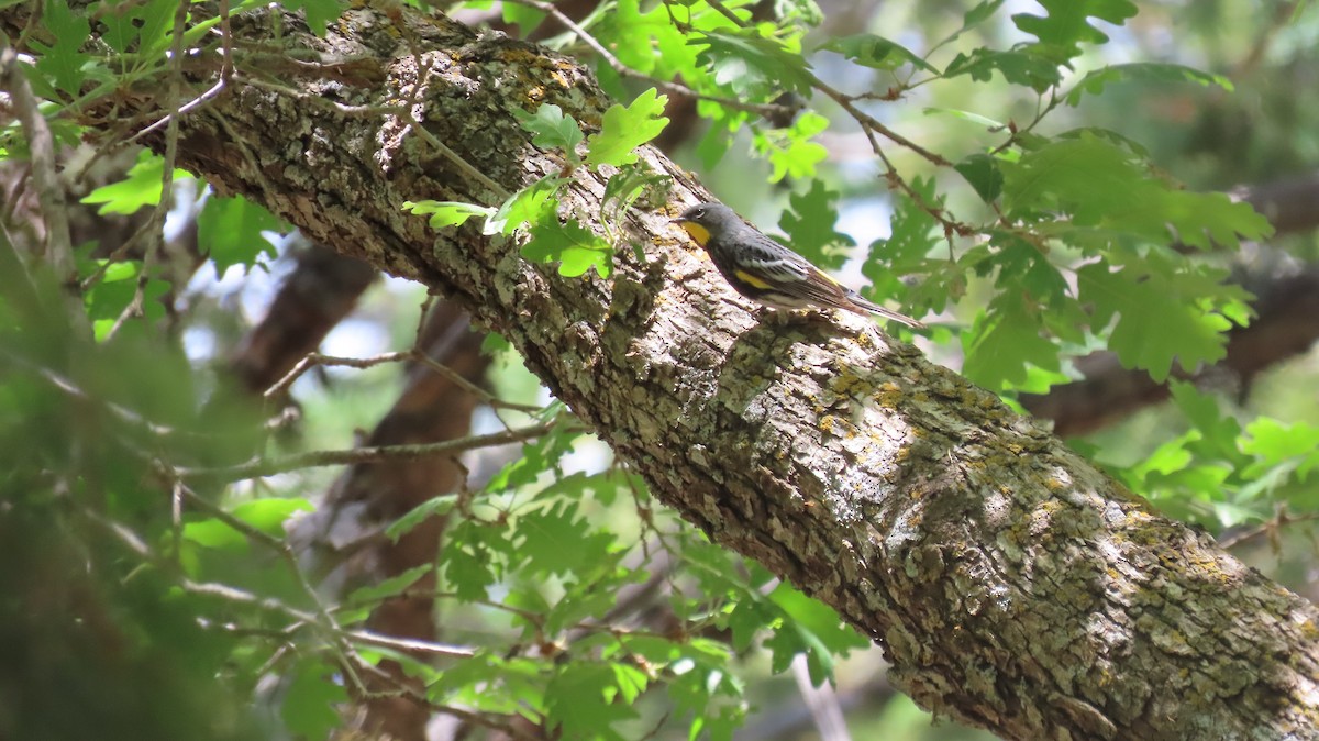 Yellow-rumped Warbler (Audubon's) - ML620207591