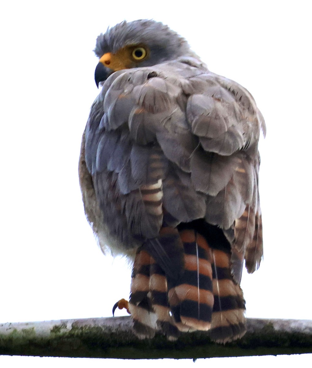 Roadside Hawk - ML620207592