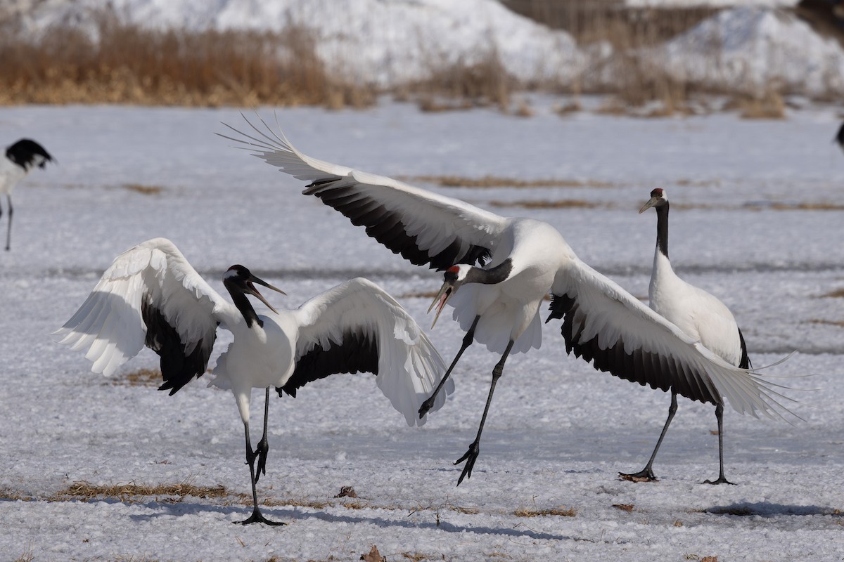 Red-crowned Crane - ML620207593