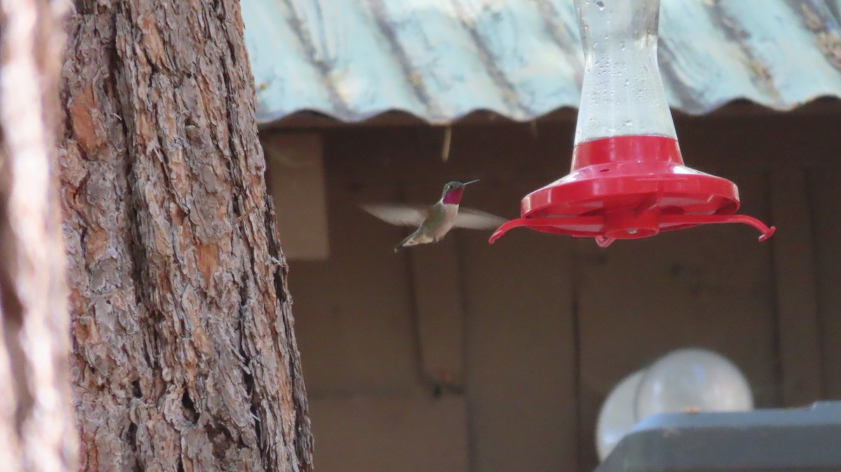 Broad-tailed Hummingbird - ML620207596