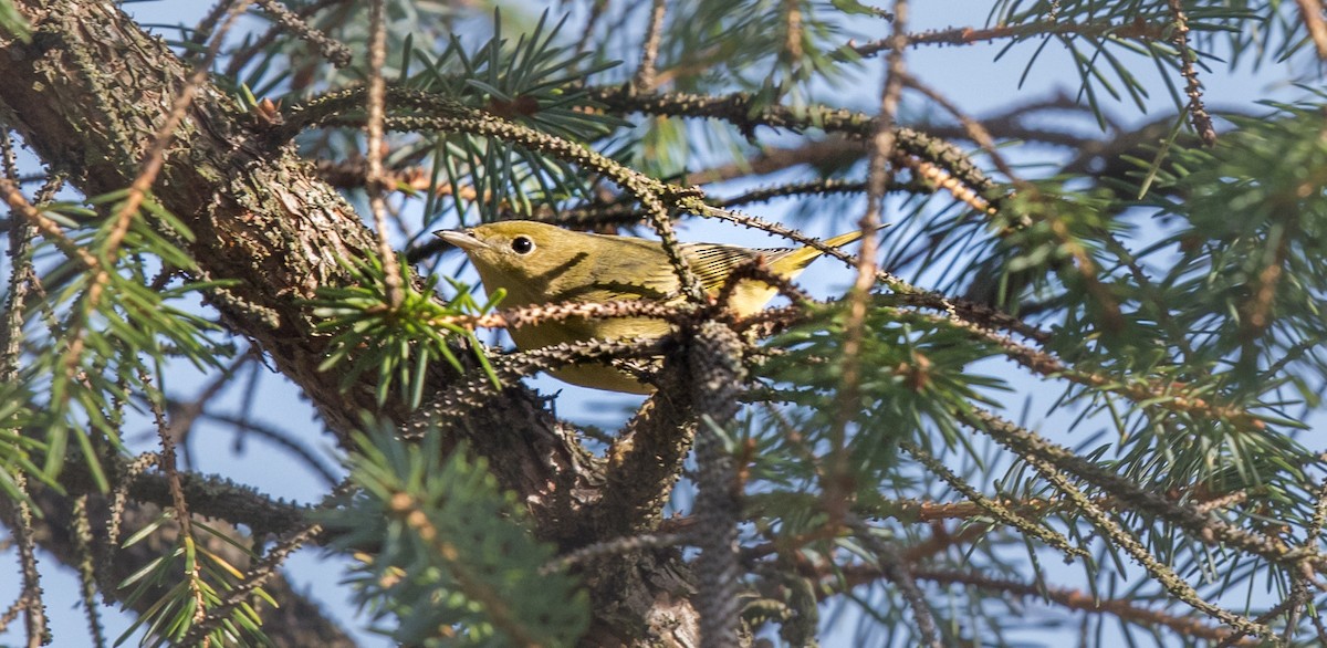 Yellow Warbler - ML620207599