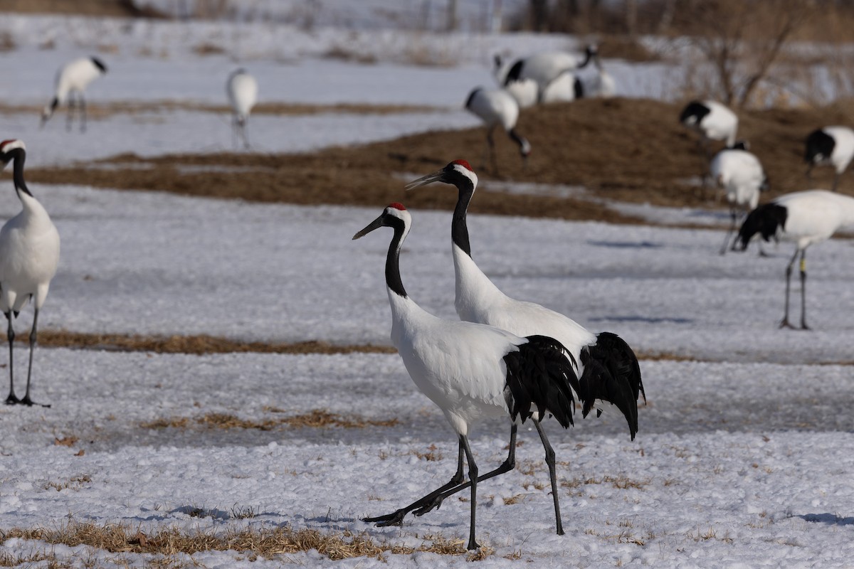Red-crowned Crane - ML620207606