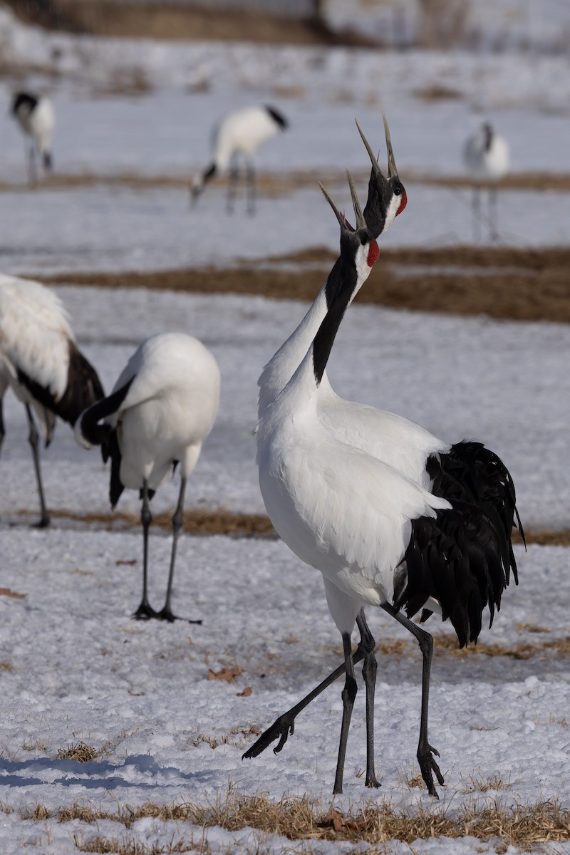 Red-crowned Crane - ML620207610