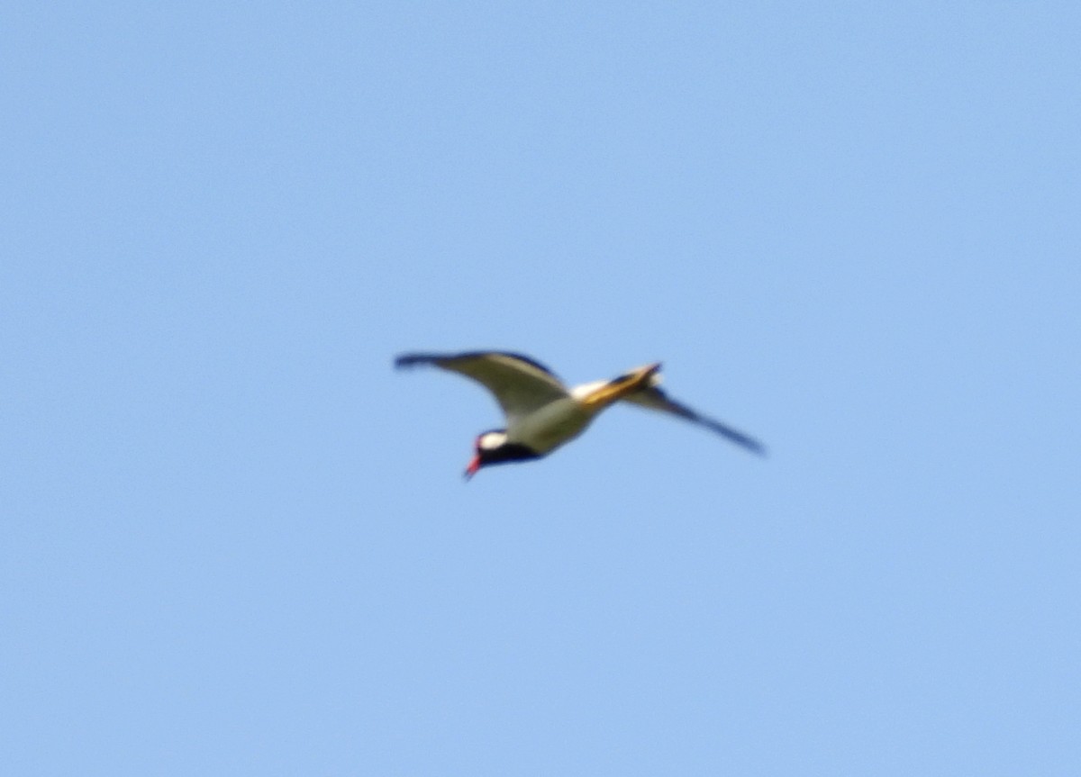 Red-wattled Lapwing - ML620207613