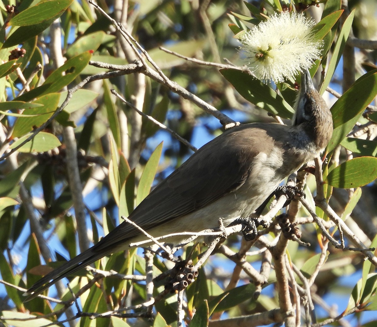 Little Friarbird - ML620207617