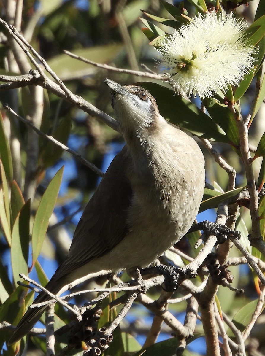 Little Friarbird - ML620207624