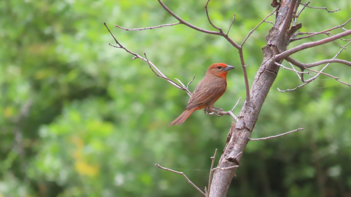 Hepatic Tanager - ML620207625