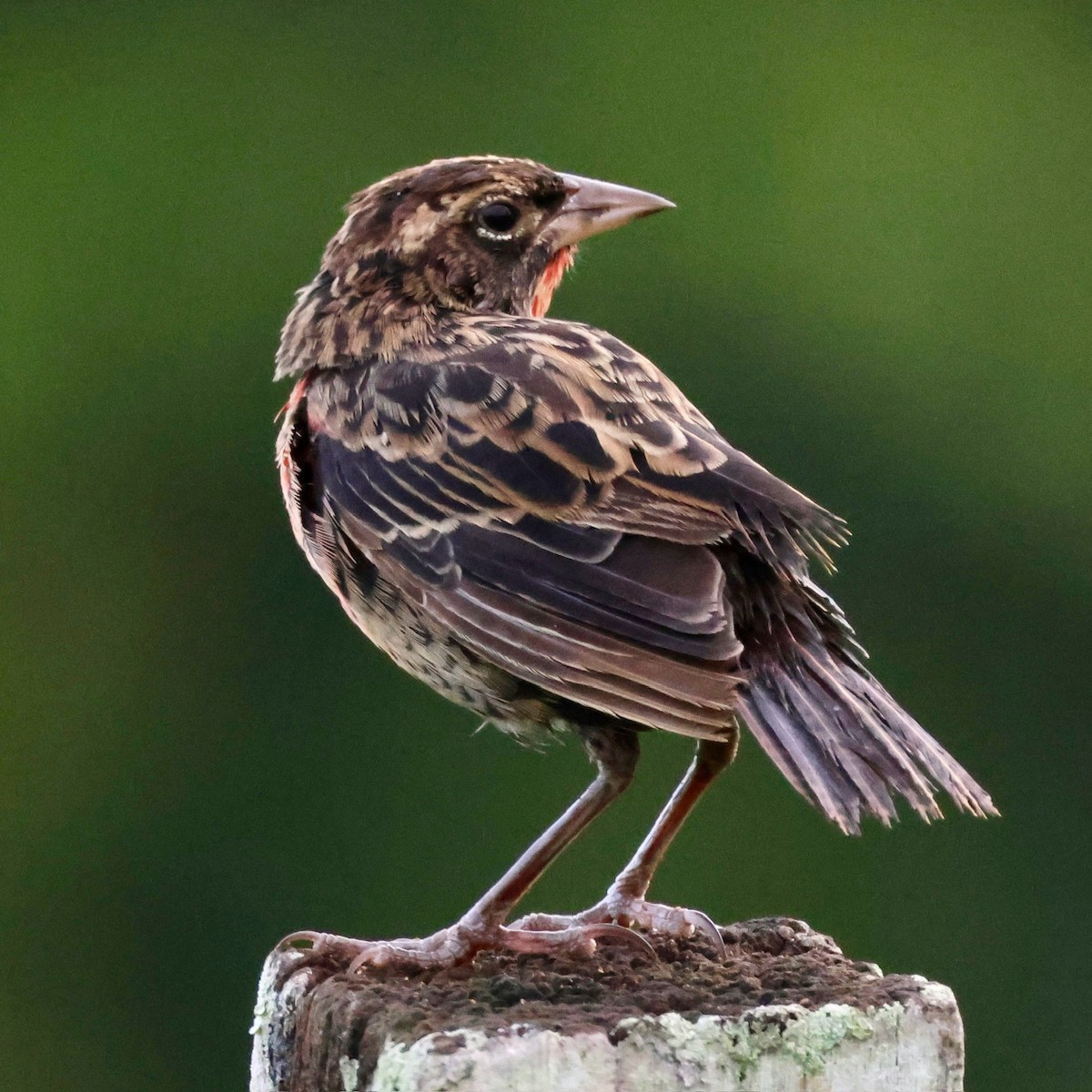 Red-breasted Meadowlark - ML620207637