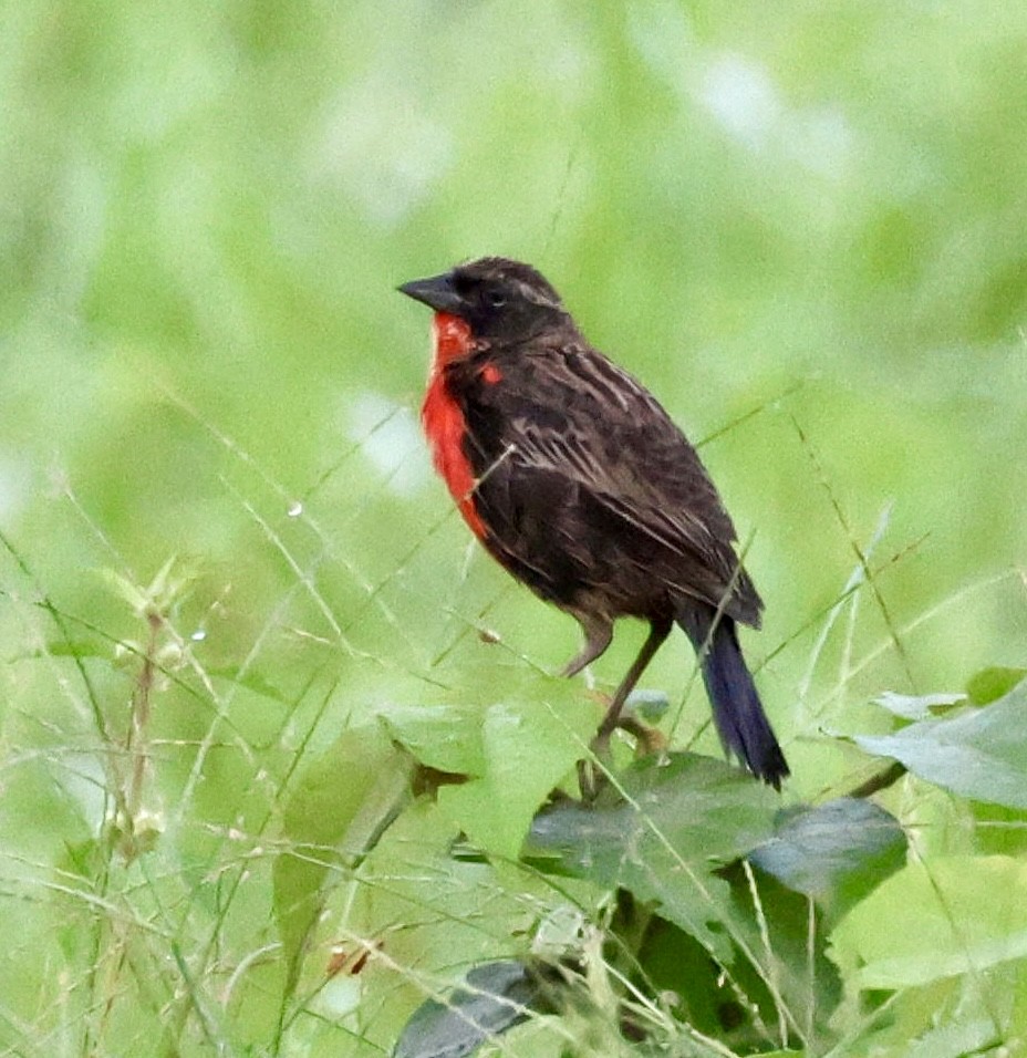 Red-breasted Meadowlark - ML620207638