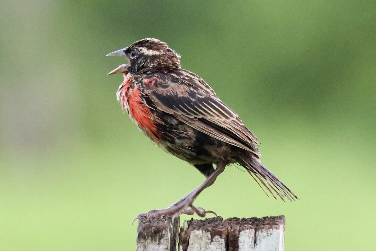 Red-breasted Meadowlark - ML620207639