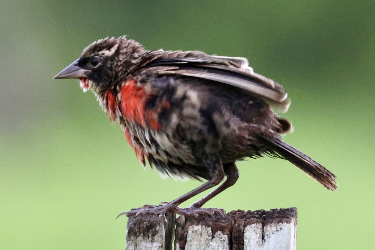 Red-breasted Meadowlark - ML620207641