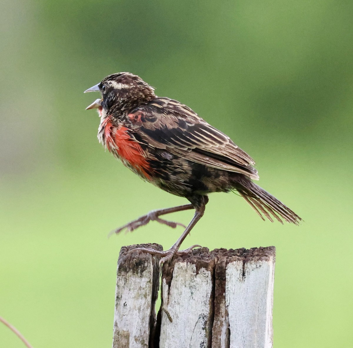 Red-breasted Meadowlark - ML620207645