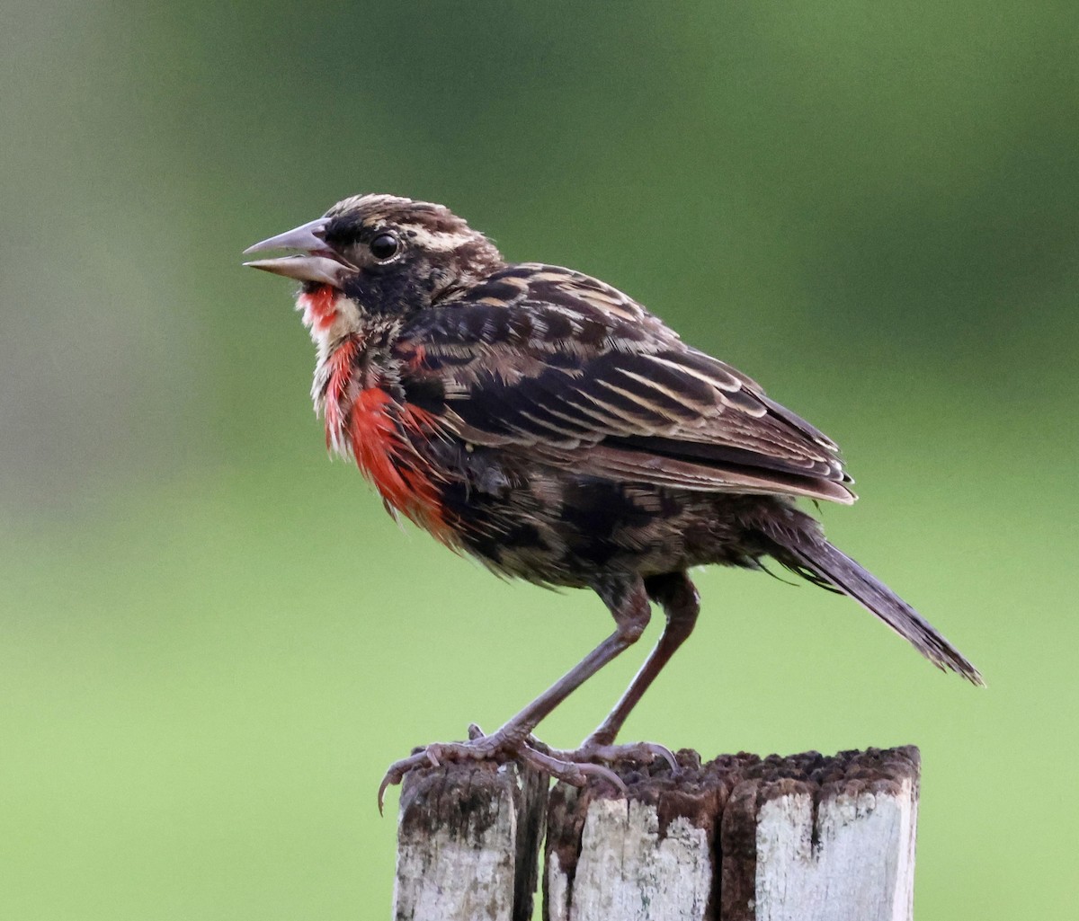 Red-breasted Meadowlark - ML620207646