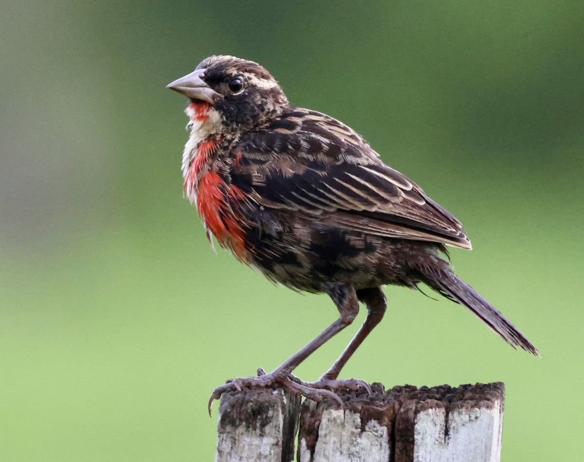 Red-breasted Meadowlark - ML620207647