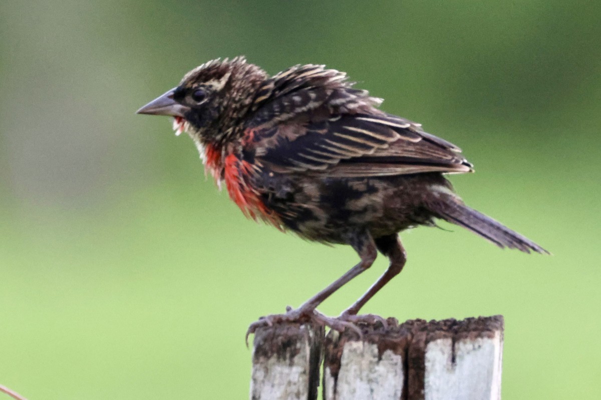 Red-breasted Meadowlark - ML620207649