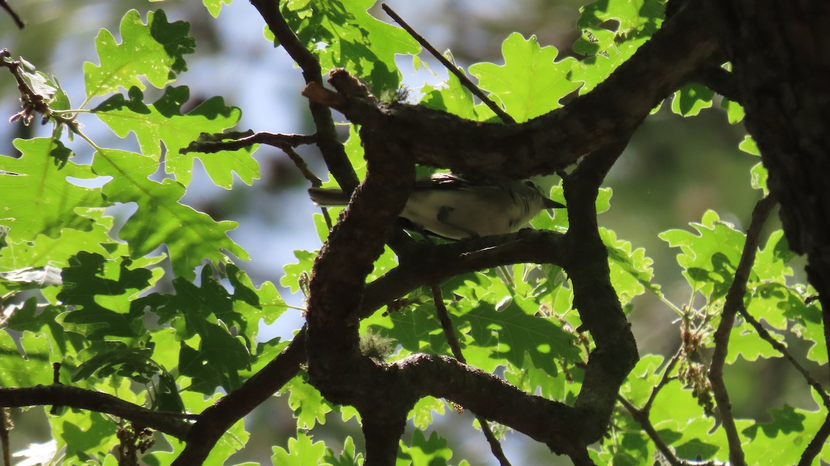 Plumbeous Vireo - ML620207651