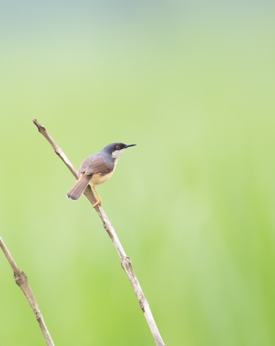 Prinia Cenicienta - ML620207655