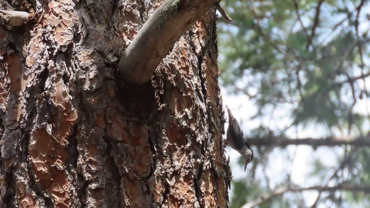 White-breasted Nuthatch (Interior West) - ML620207656