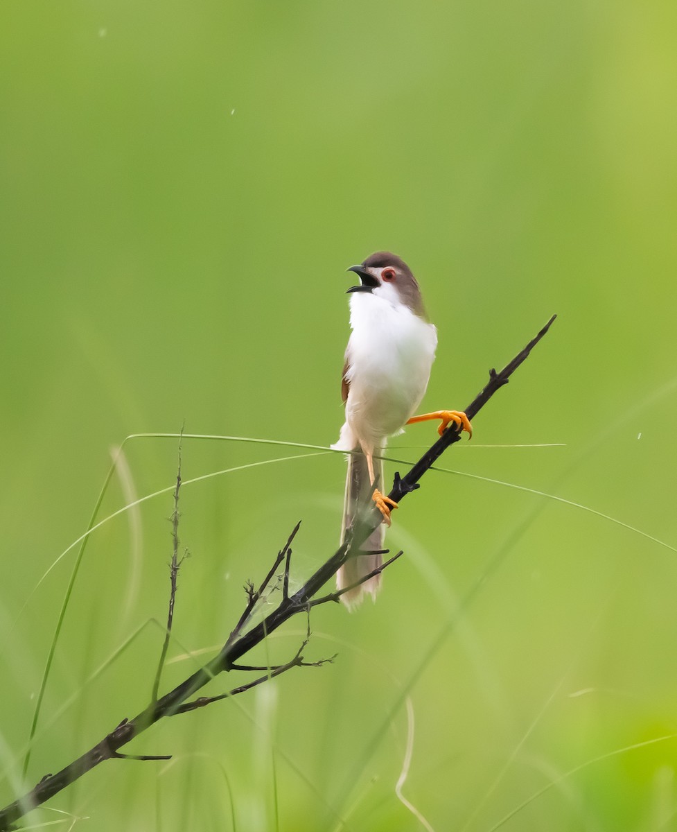 Yellow-eyed Babbler - ML620207657