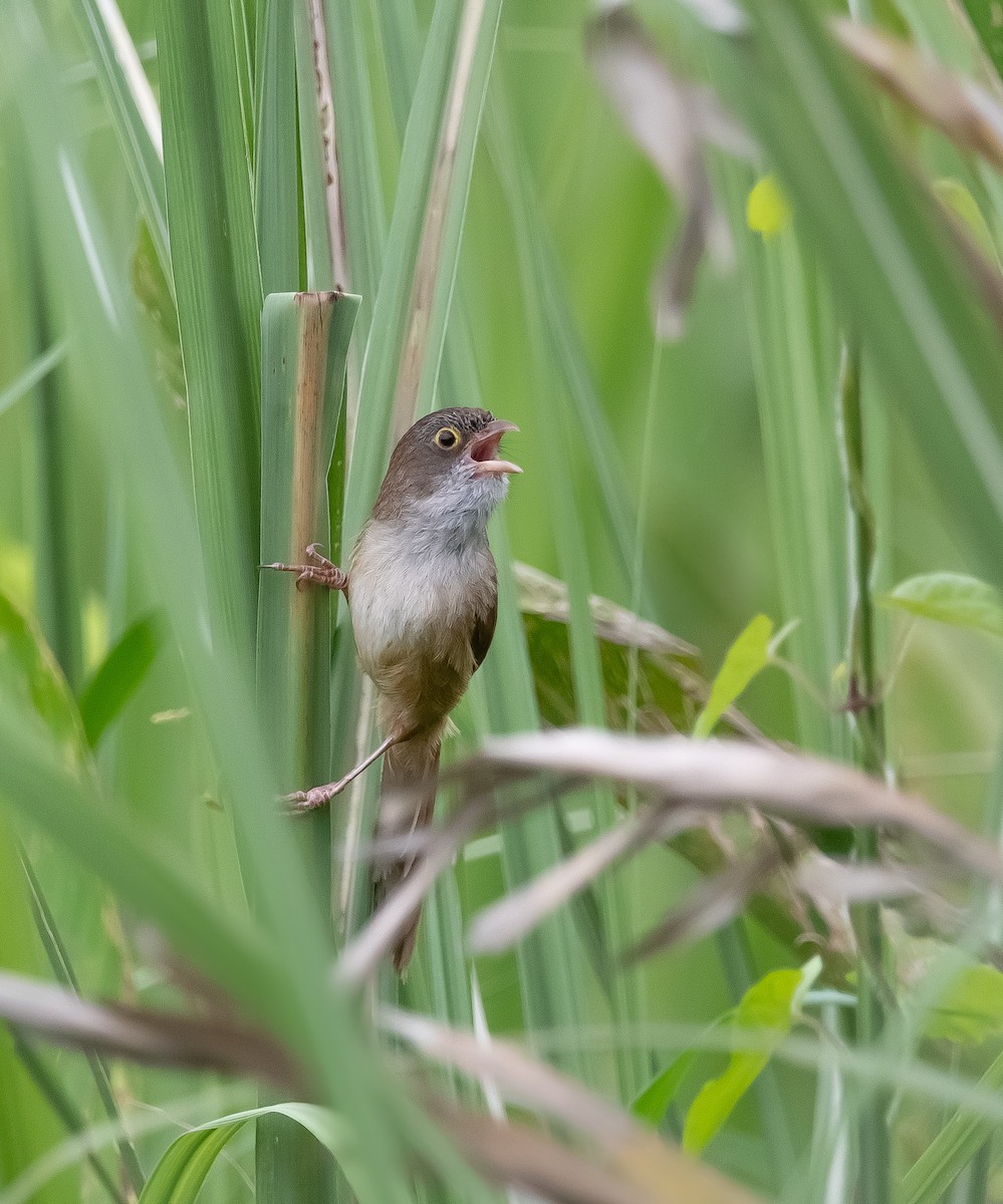 Jerdon's Babbler - ML620207660