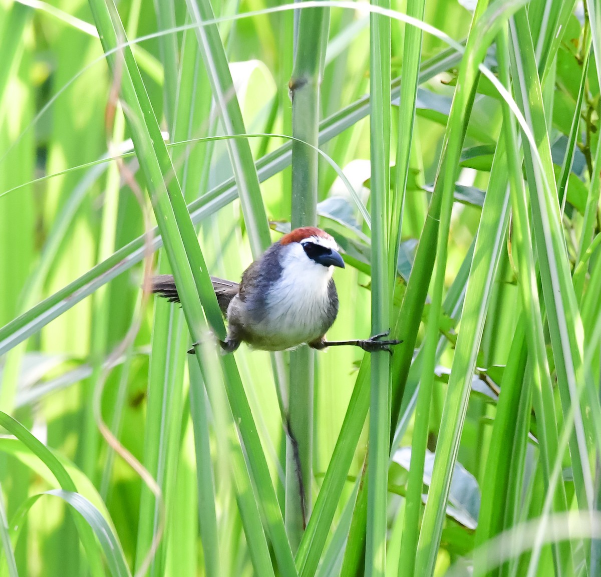 Chestnut-capped Babbler - ML620207670