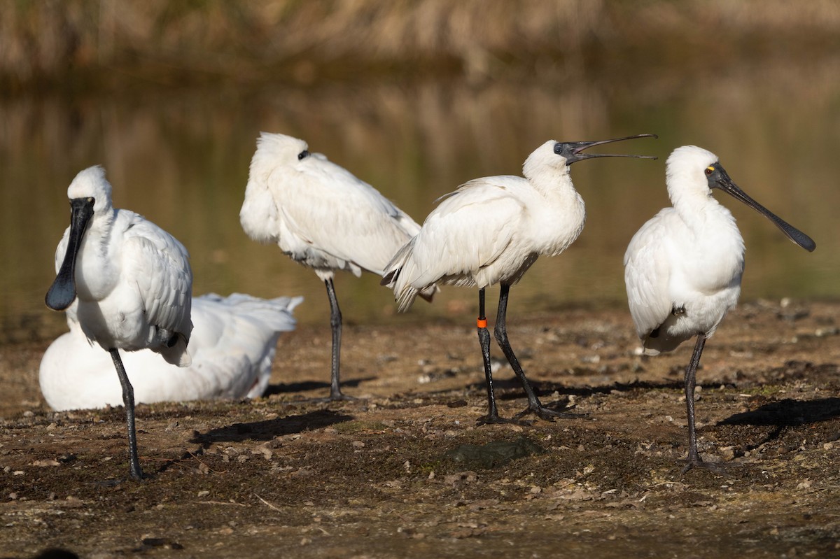 Royal Spoonbill - ML620207673