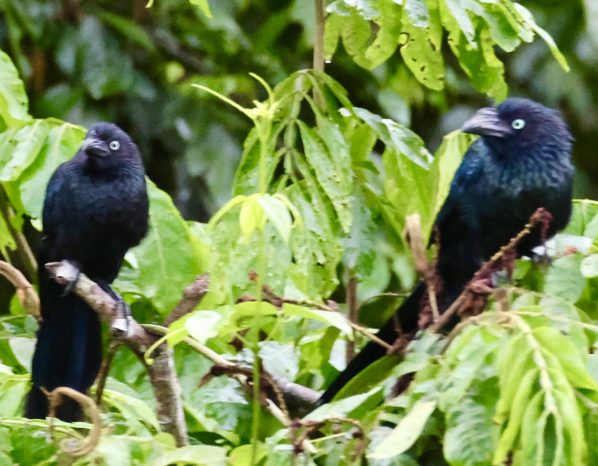 Smooth-billed Ani - ML620207678