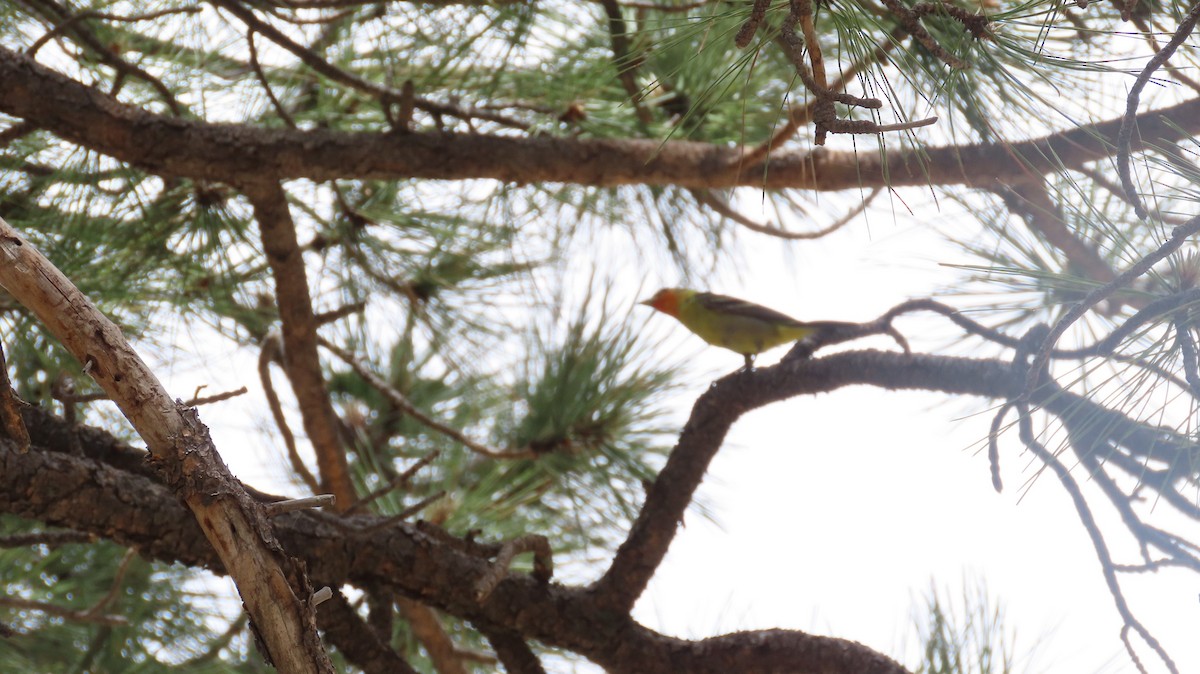 Western Tanager - ML620207679