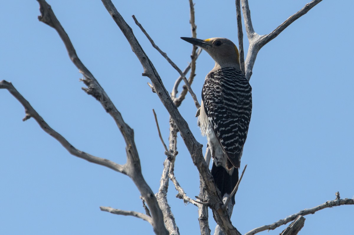 Golden-fronted Woodpecker - ML620207683