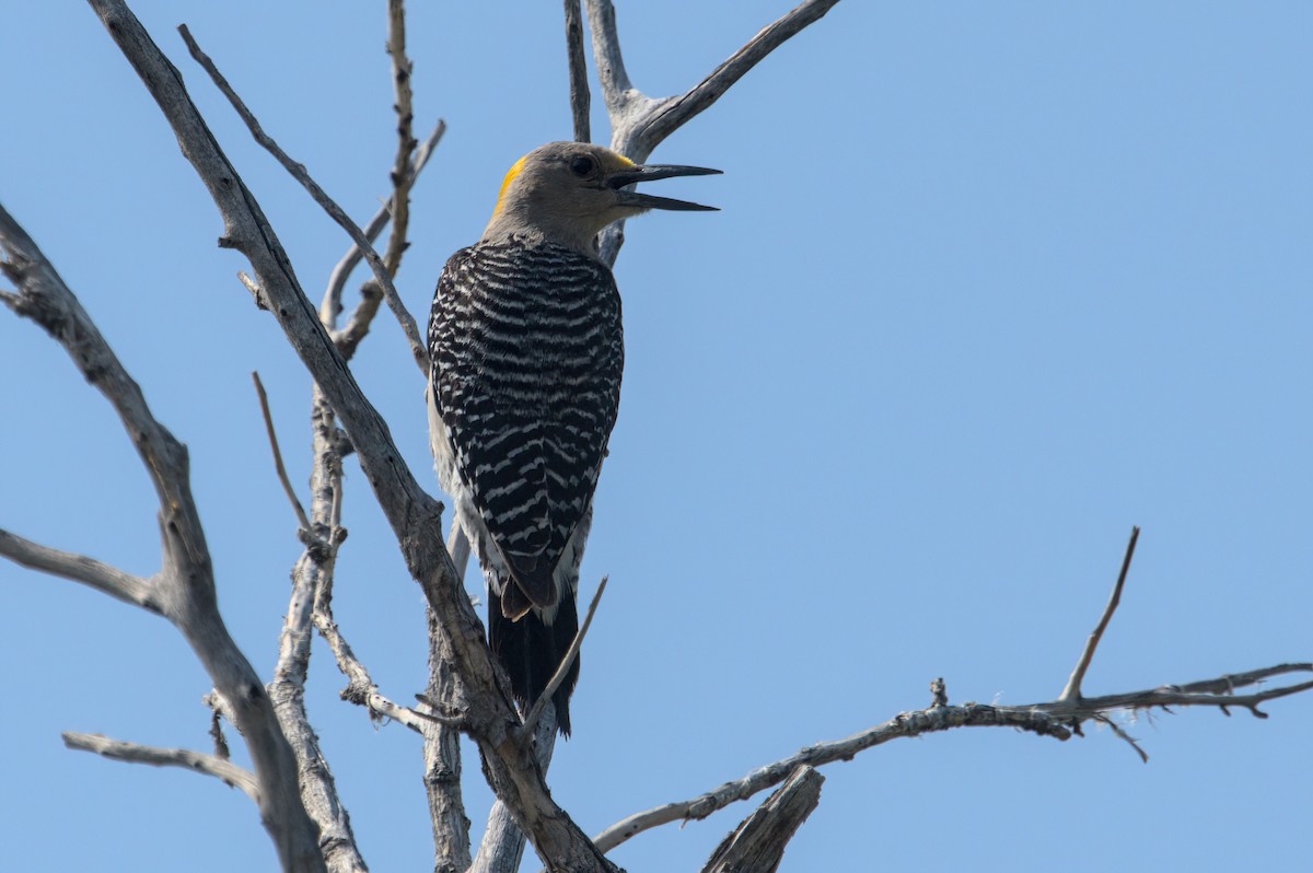 Golden-fronted Woodpecker - ML620207684