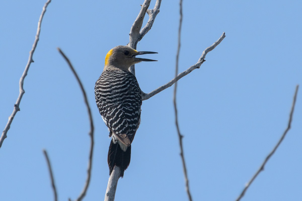 Golden-fronted Woodpecker - ML620207685