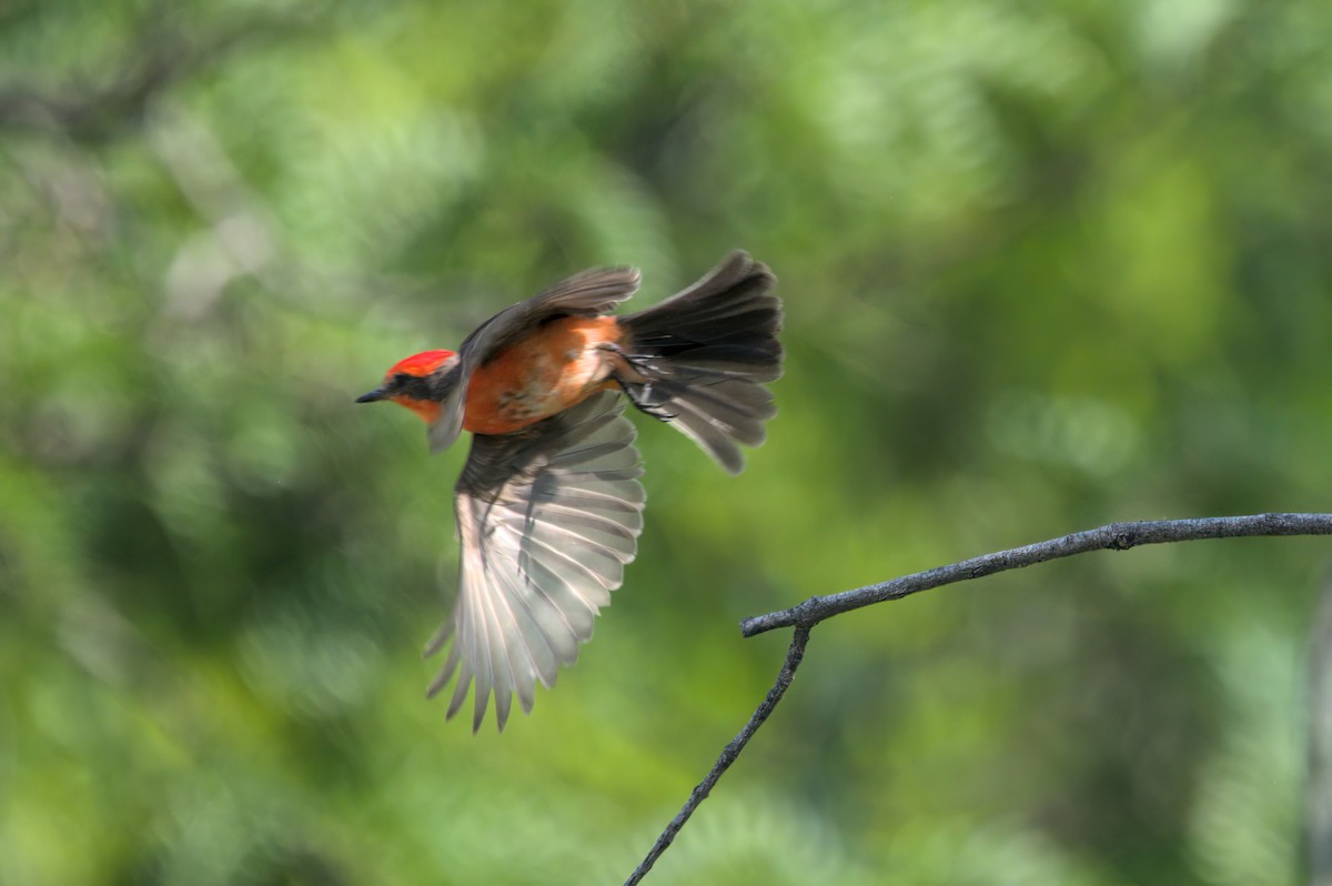 Vermilion Flycatcher - ML620207689