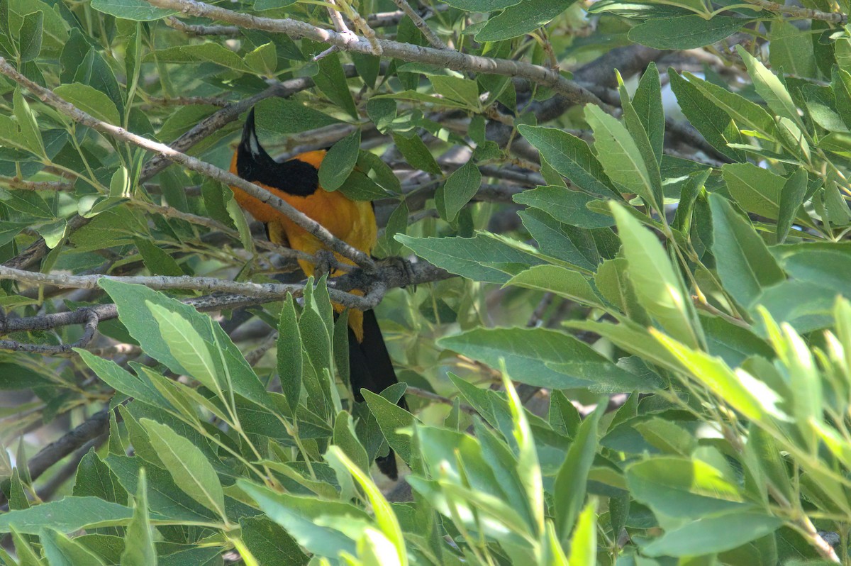 Oriole masqué - ML620207693