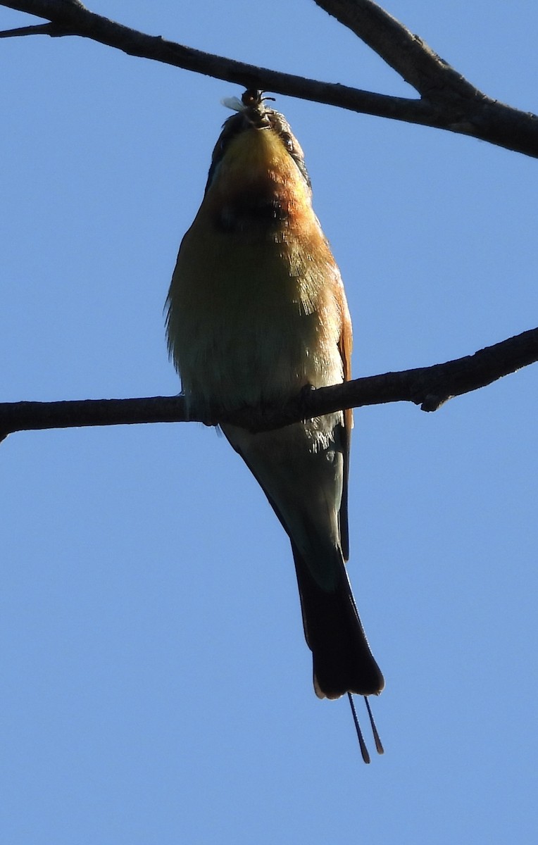 Rainbow Bee-eater - ML620207697