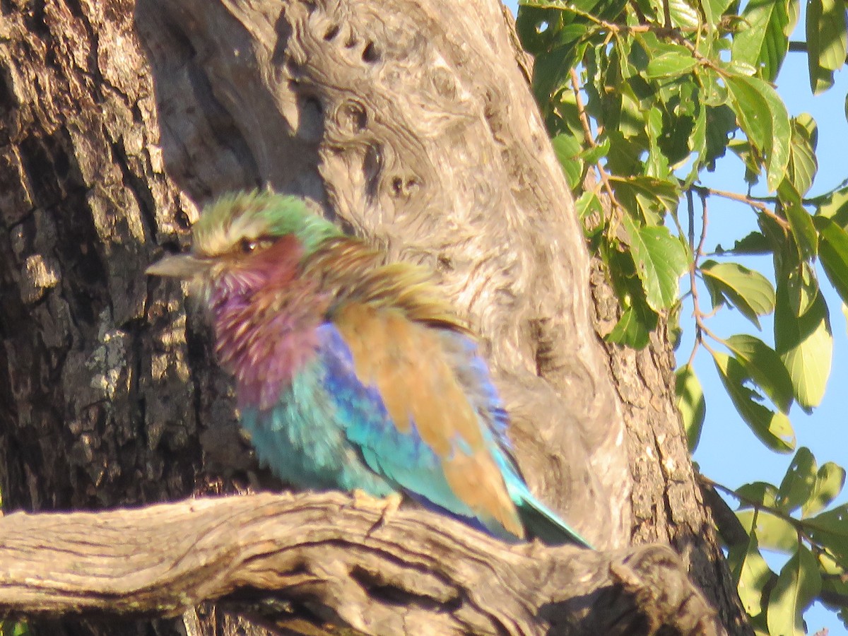 Lilac-breasted Roller - ML620207700