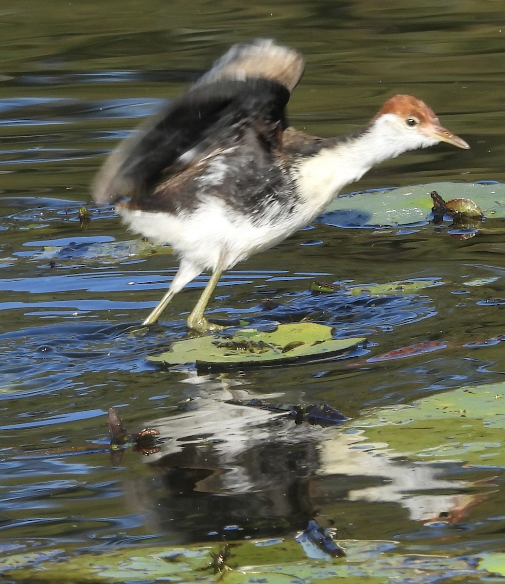 Comb-crested Jacana - ML620207714