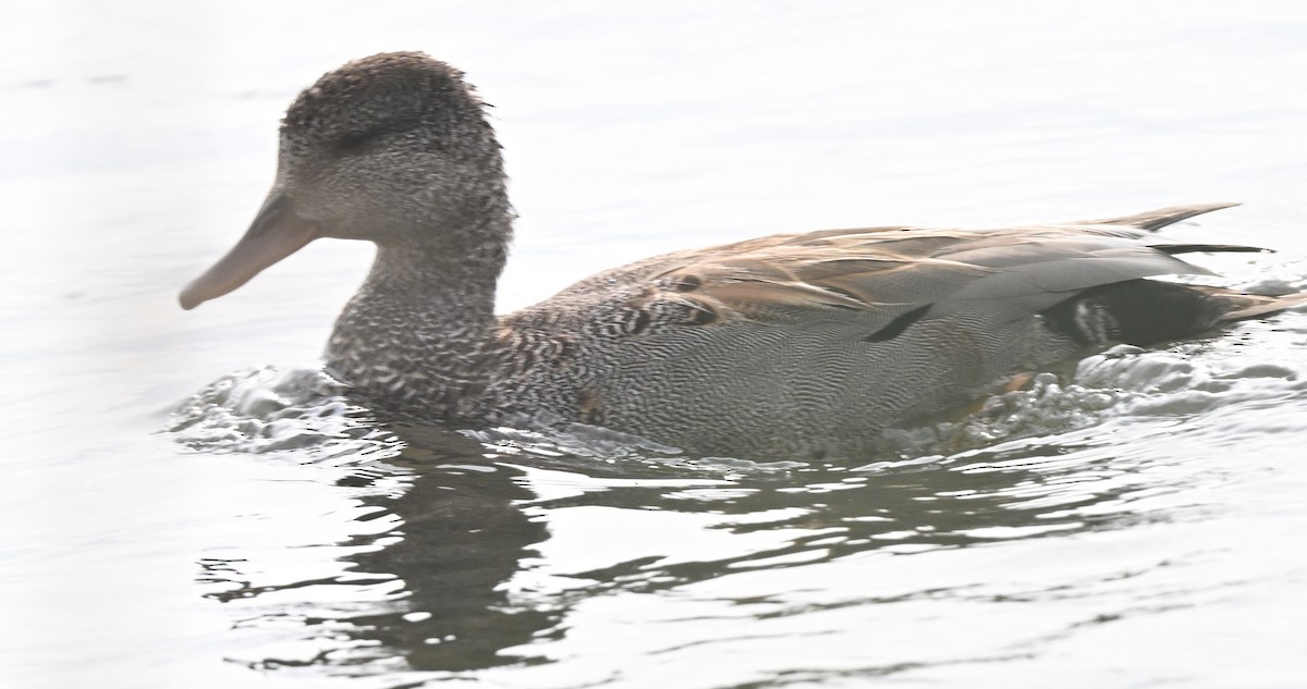 Gadwall - ML620207715