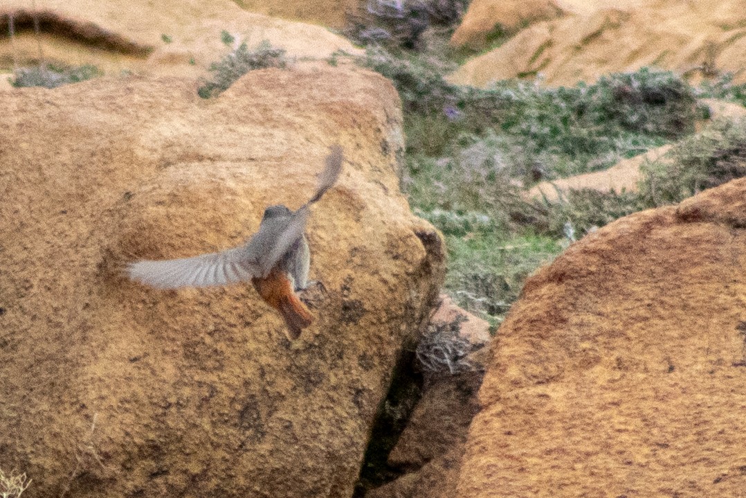 Black Redstart - ML620207717