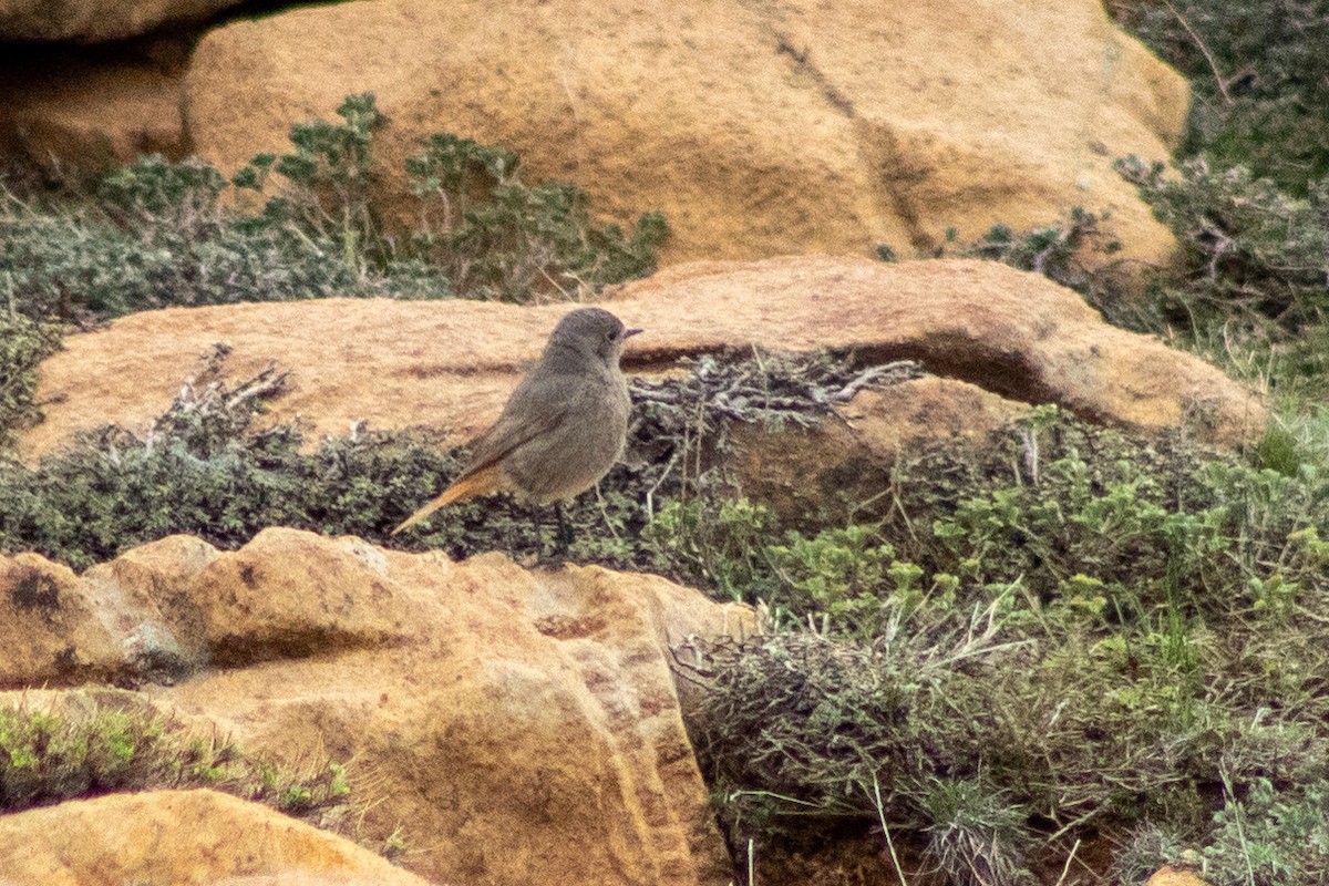 Black Redstart - ML620207718