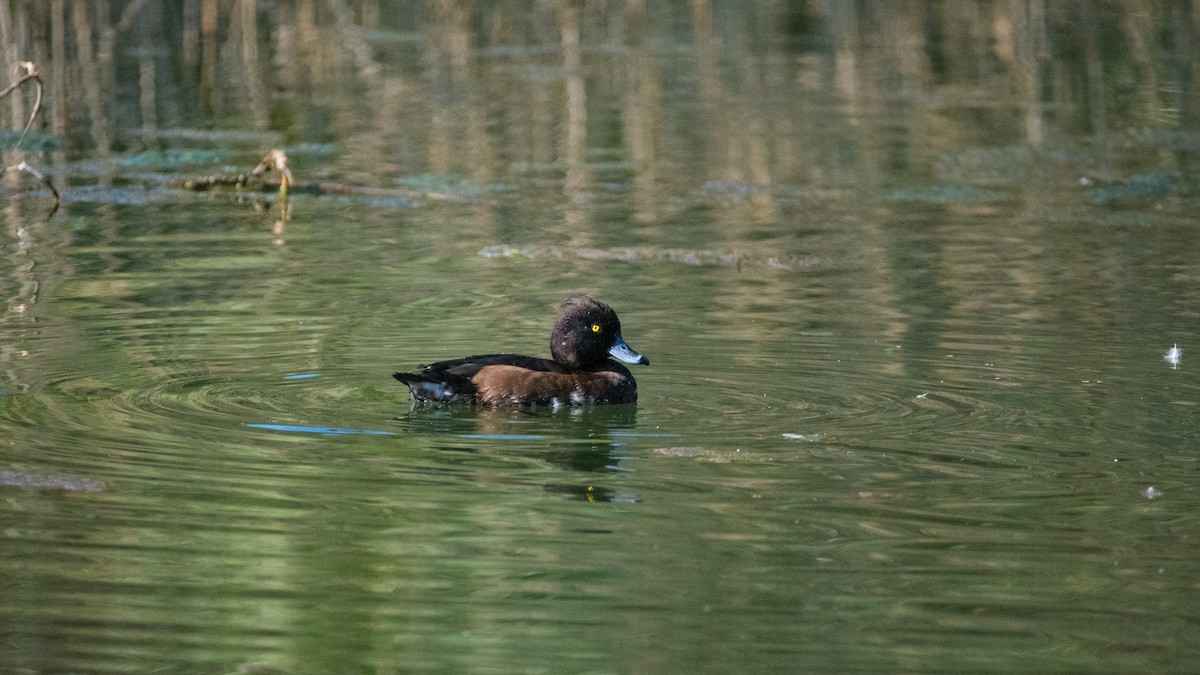 鳳頭潛鴨 - ML620207725