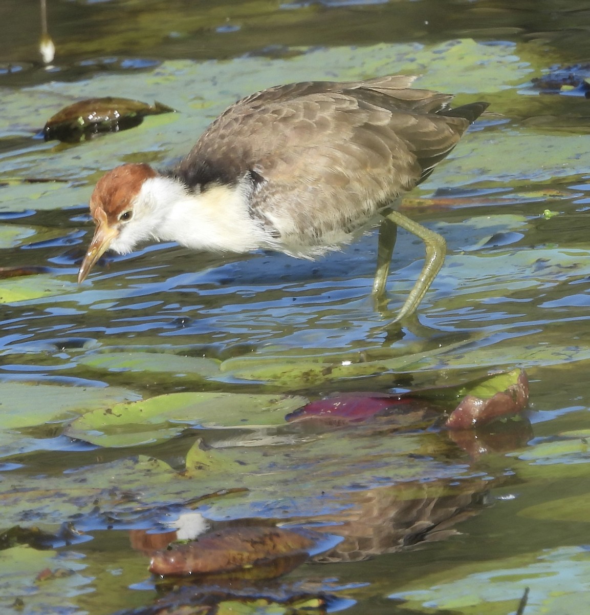 Jacana à crête - ML620207736