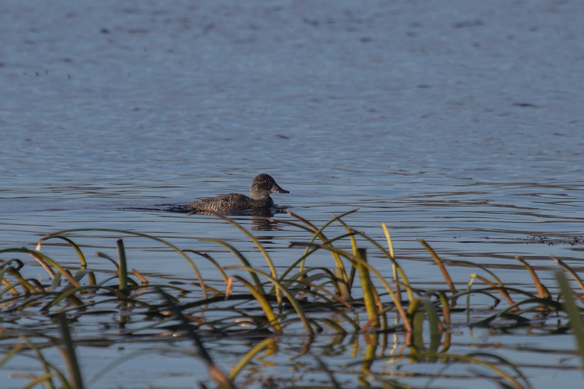 Blue-billed Duck - ML620207747