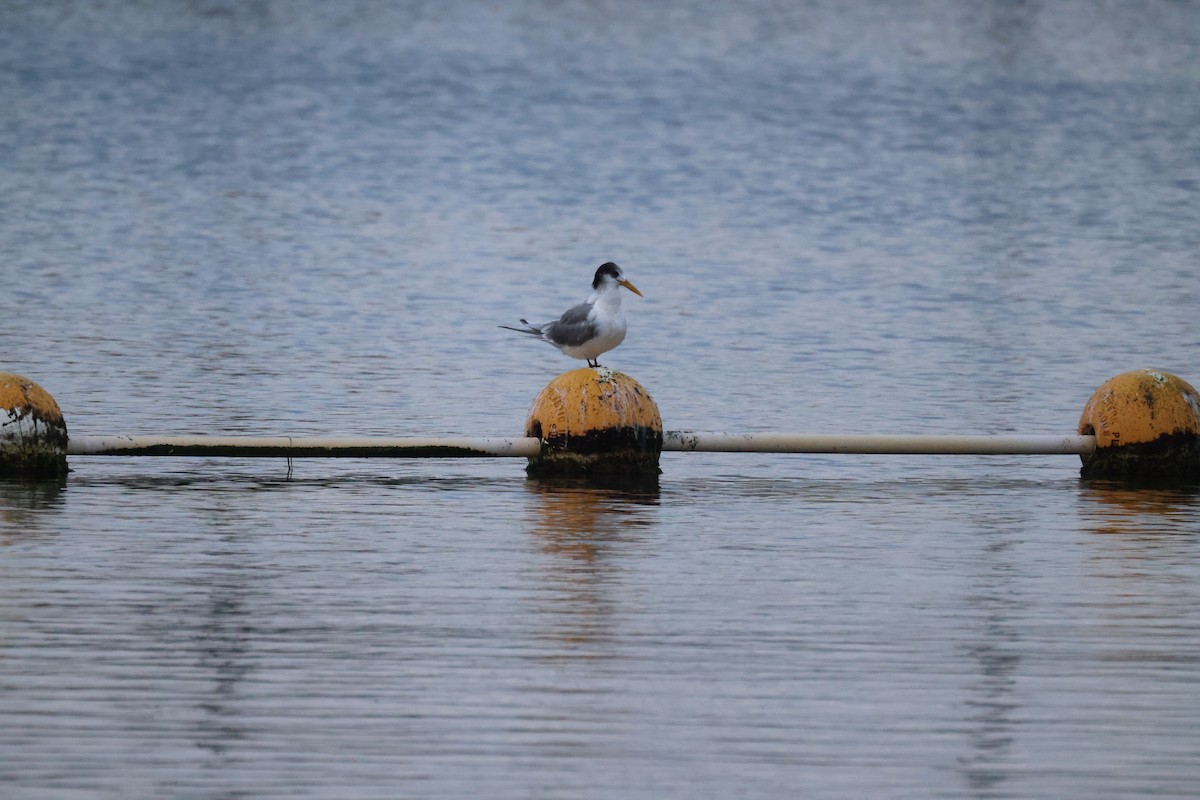 Great Crested Tern - ML620207751