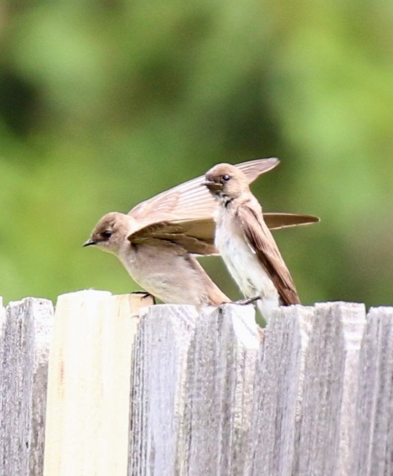 Northern Rough-winged Swallow - ML620207759
